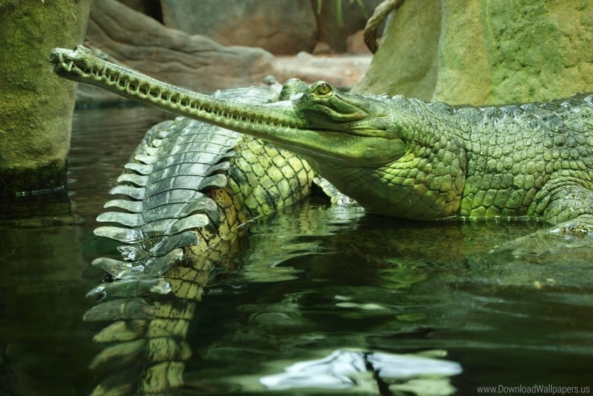 crocodile gavials reptile swim wallpaper HighResolution Transparent PNG Isolated Item