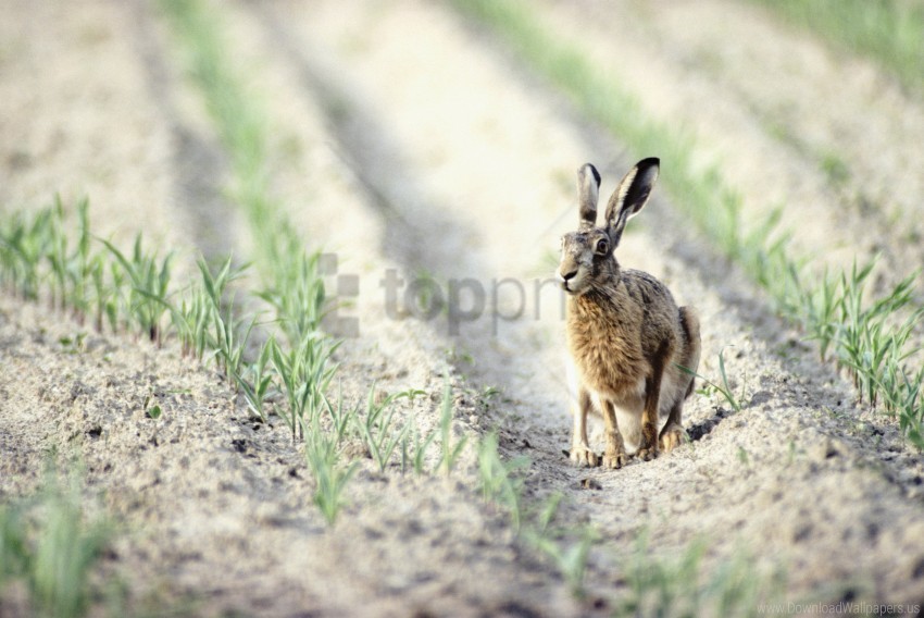 crop field hare wallpaper Isolated Graphic with Transparent Background PNG