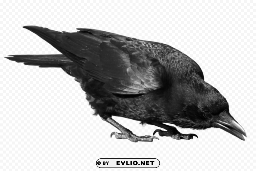 Crow Isolated Item on Transparent PNG Format