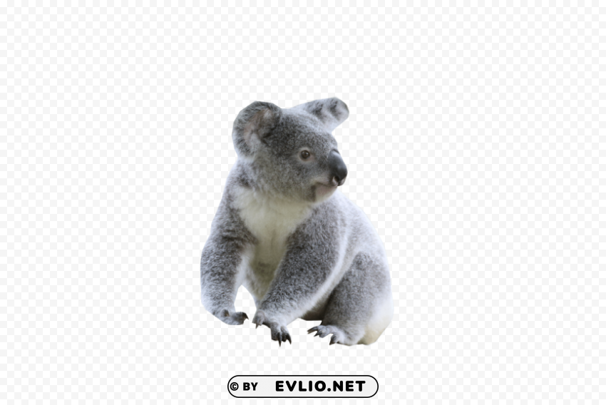 cute koala Isolated Element on HighQuality PNG
