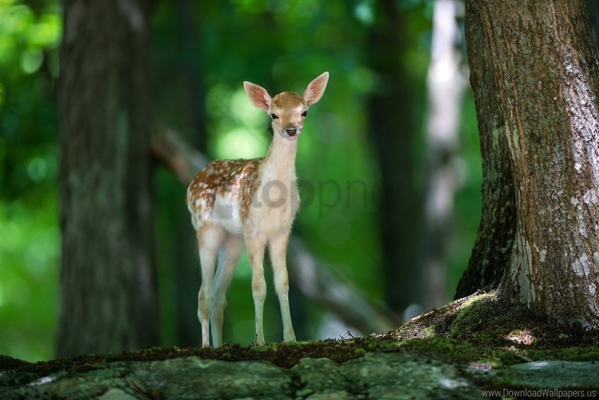 deer views wood wallpaper PNG cutout