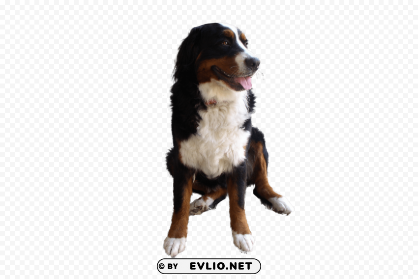 dog Isolated Subject with Clear PNG Background