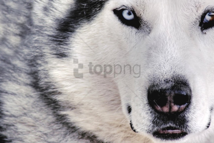 dog eyes face husky spotted wallpaper PNG with transparent background for free