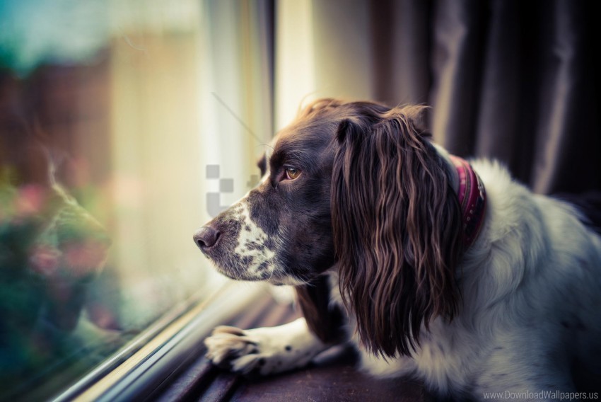 dog face muzzle sadness window wallpaper Transparent PNG images extensive variety