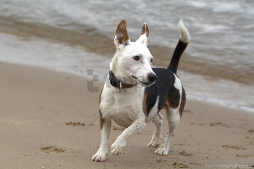 dog jack russell run terrier wallpaper PNG Image Isolated with Transparency