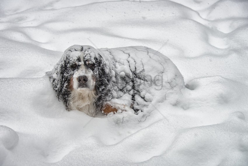 dog snow snowstorm wallpaper Clear background PNG images comprehensive package