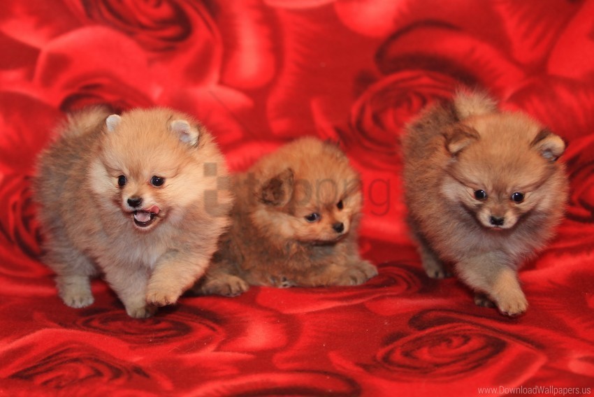 dogs playful puppies three wallpaper PNG file without watermark