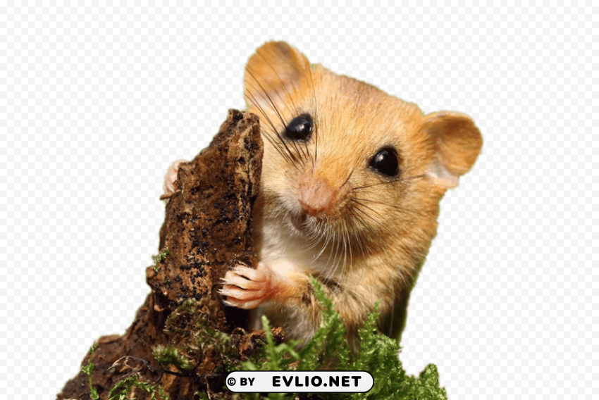 dormouse Isolated Artwork on Clear Transparent PNG