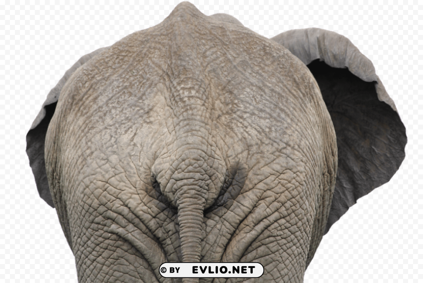 Elephant PNG Photos With Clear Backgrounds