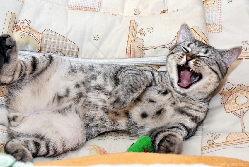 face kitty lie yawn wallpaper PNG images with no background necessary