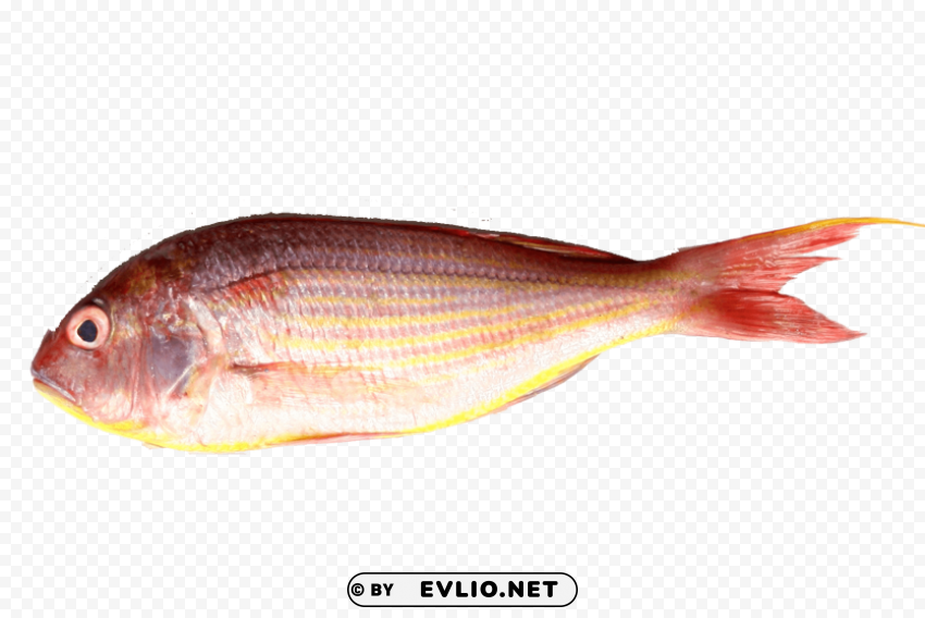 ghol fish Free PNG images with alpha transparency compilation