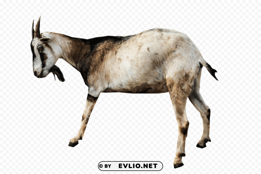 goat Isolated PNG Element with Clear Transparency