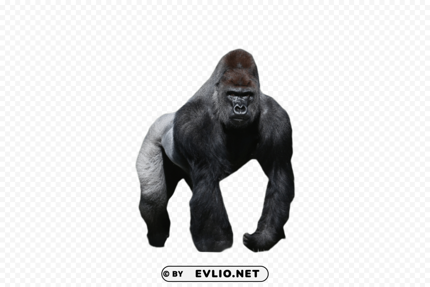 gorilla Isolated Item on Transparent PNG