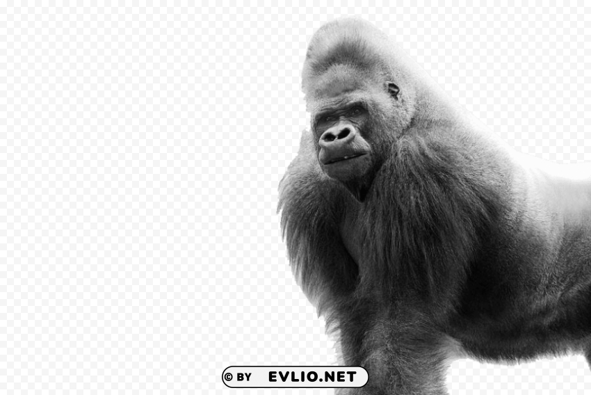 gorilla Isolated Character in Clear Background PNG