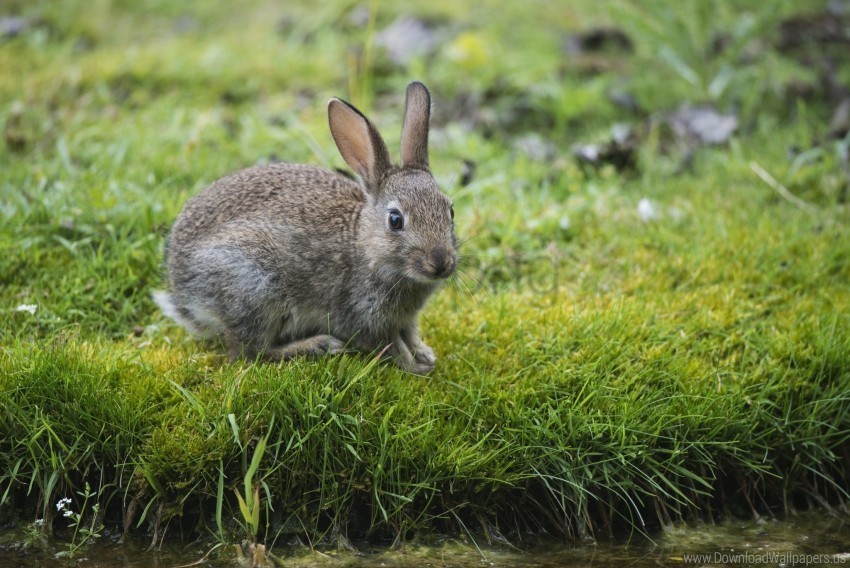 grass hare look rabbit wallpaper Free PNG images with alpha channel set