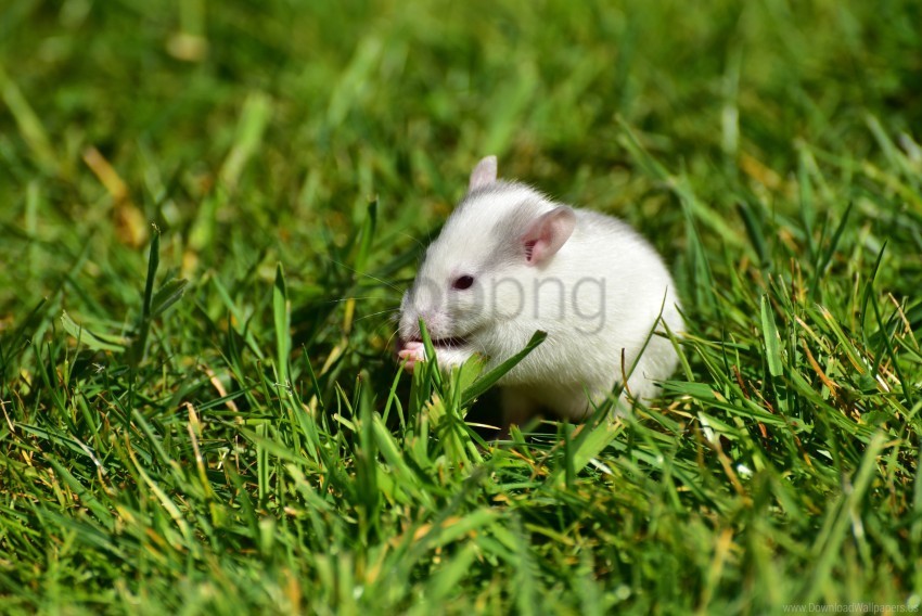 grass rat rodent walk wallpaper PNG with no background for free