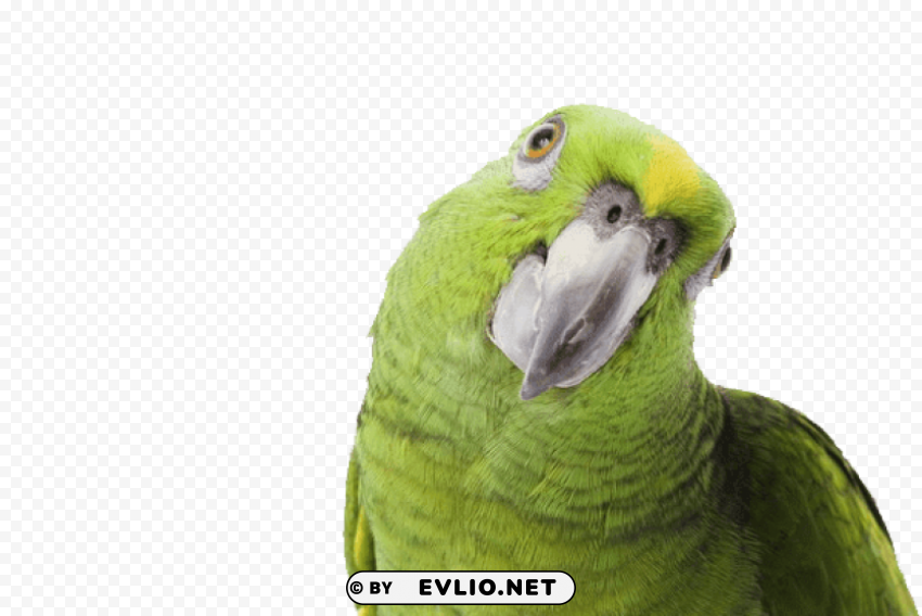 green parrot side looking Isolated Item with HighResolution Transparent PNG