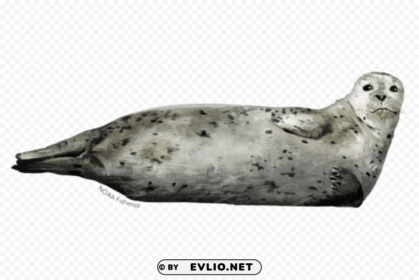 harbor seal PNG transparent photos assortment png images background - Image ID 93018861