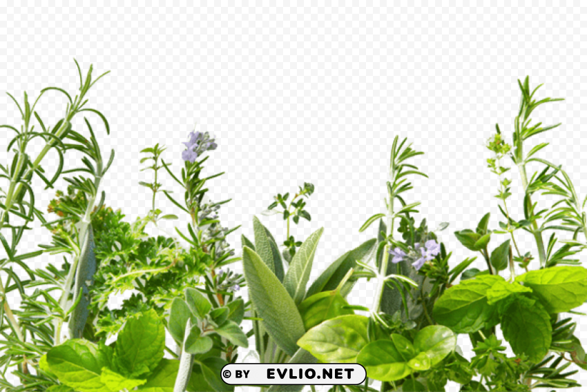 PNG image of herb Transparent PNG images set with a clear background - Image ID df983270