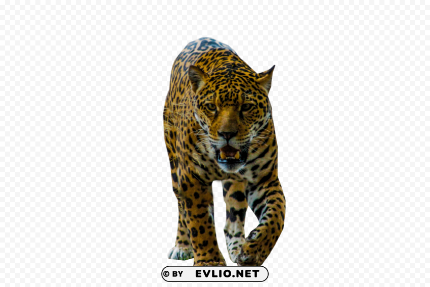 jaguar walking Isolated Graphic on Clear Transparent PNG