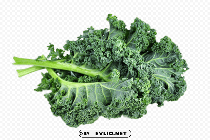 kale PNG without watermark free