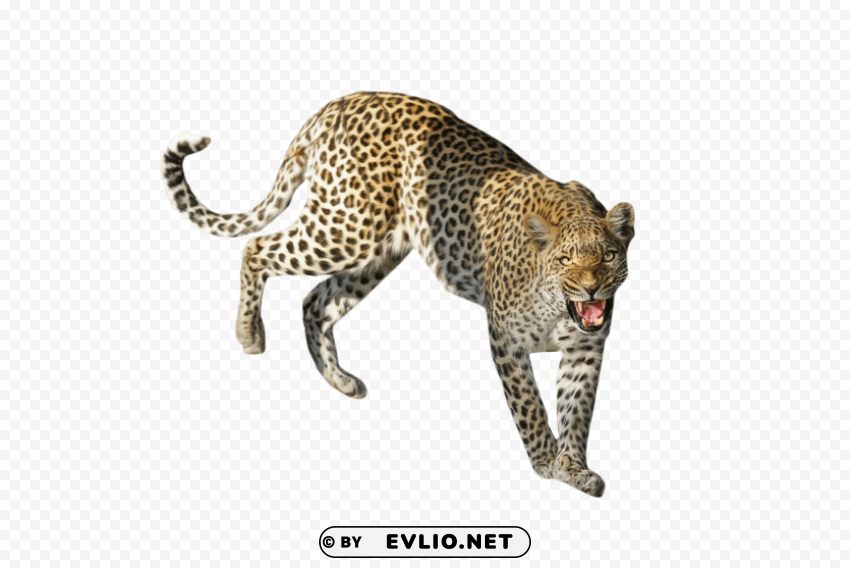 leopard standing Isolated Illustration with Clear Background PNG