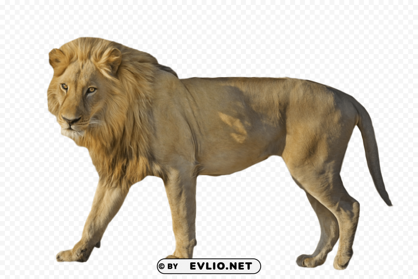 lion wildcat standing Isolated Element with Clear Background PNG png images background - Image ID 0f7bb0f4