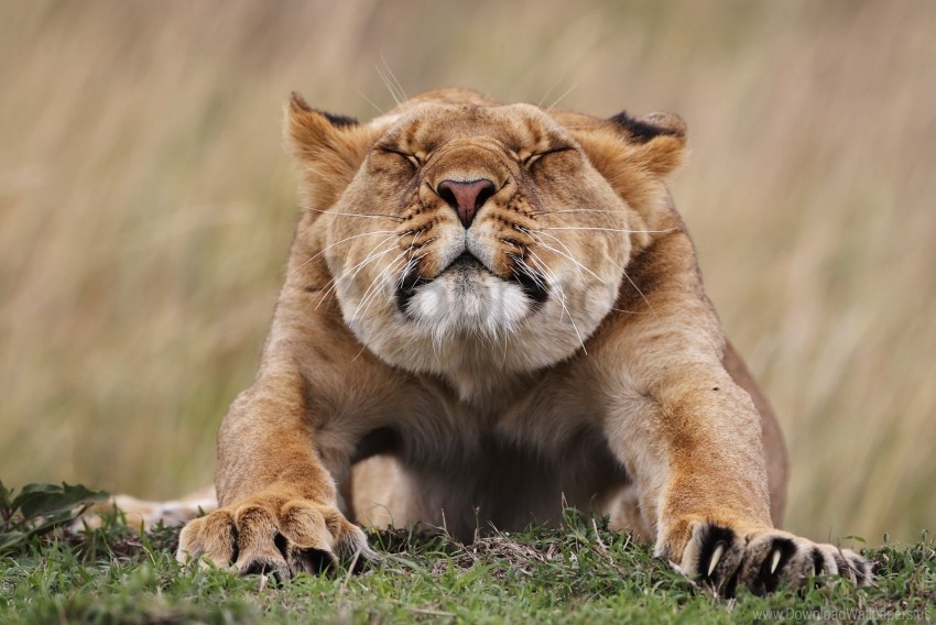 lioness morning predator stretches wallpaper PNG files with no backdrop pack