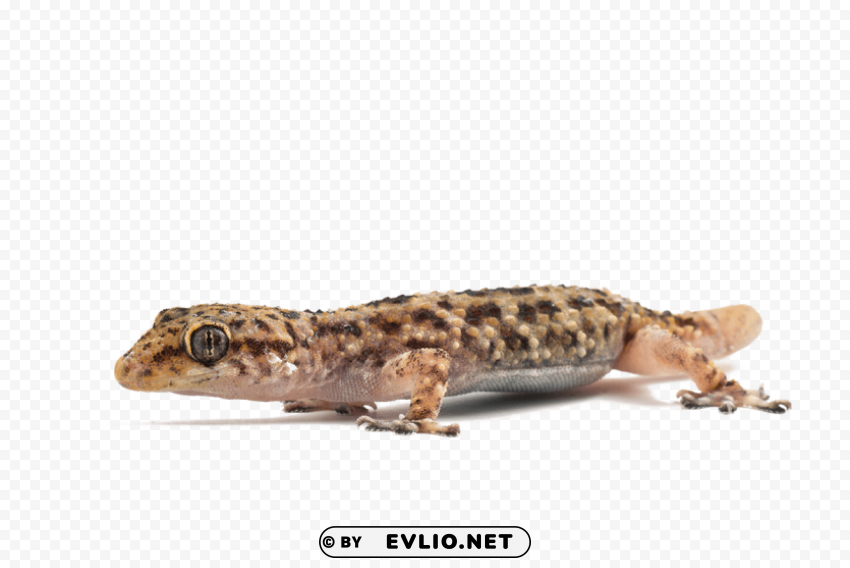 lizard PNG with Isolated Object