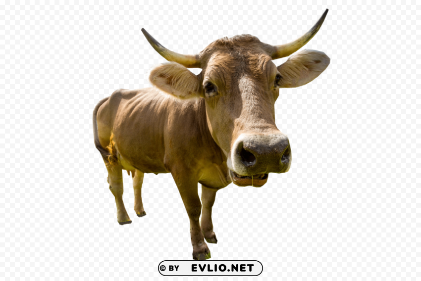 male cow standing Transparent PNG stock photos