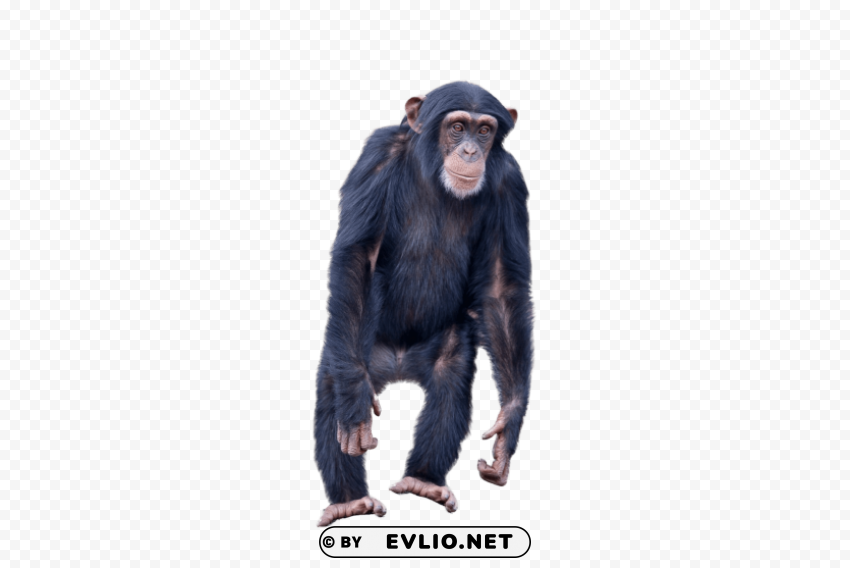 monkey standing Isolated Element in Clear Transparent PNG