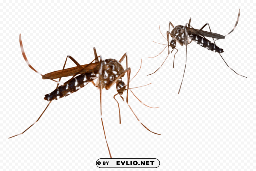 mosquito PNG graphics with alpha transparency bundle