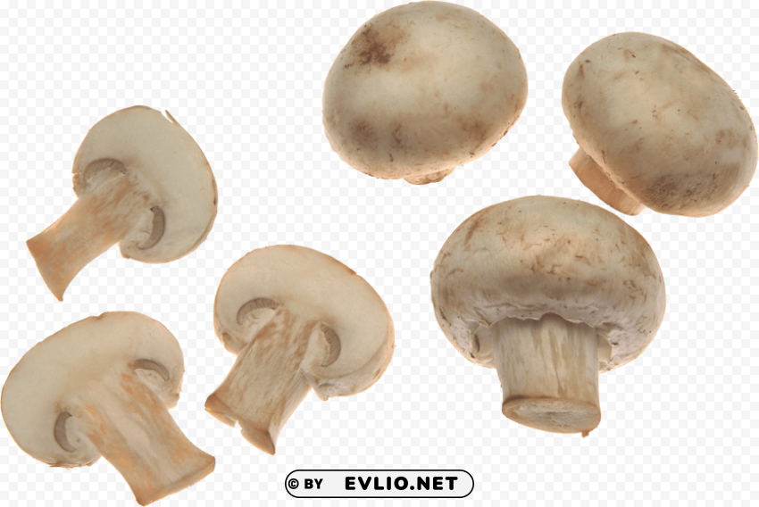 mushroom PNG for Photoshop