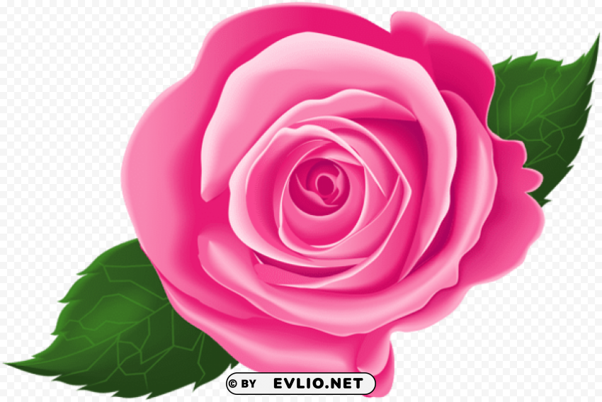 pink rose with leaves PNG for business use