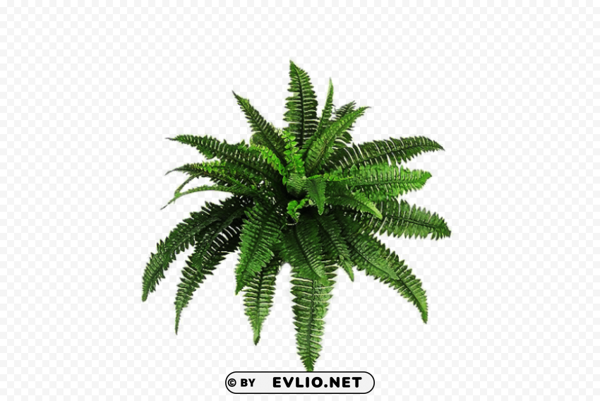 plants HighQuality PNG with Transparent Isolation