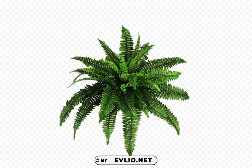 PNG image of plants pic PNG design with a clear background - Image ID f0b0b2ef