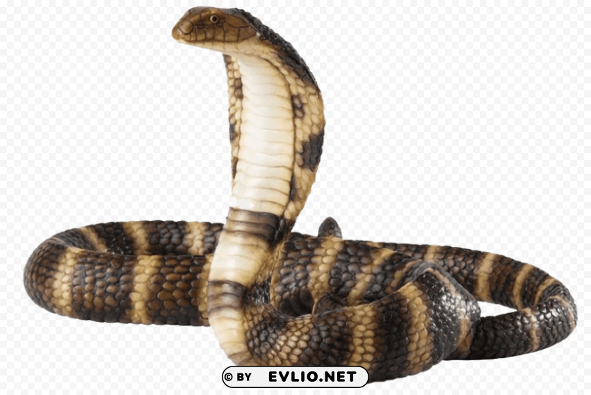 python pics Isolated Character with Clear Background PNG