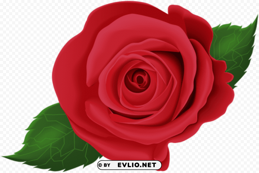 red rose with leaves PNG files with transparent backdrop complete bundle