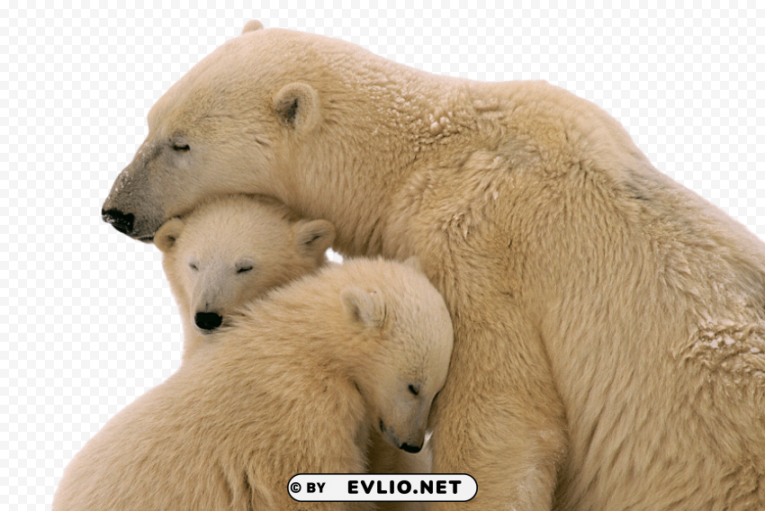 snow bear Isolated Design Element in HighQuality Transparent PNG