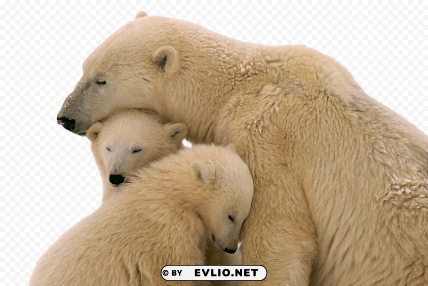 Snow Bear Isolated Design Element In HighQuality Transparent PNG