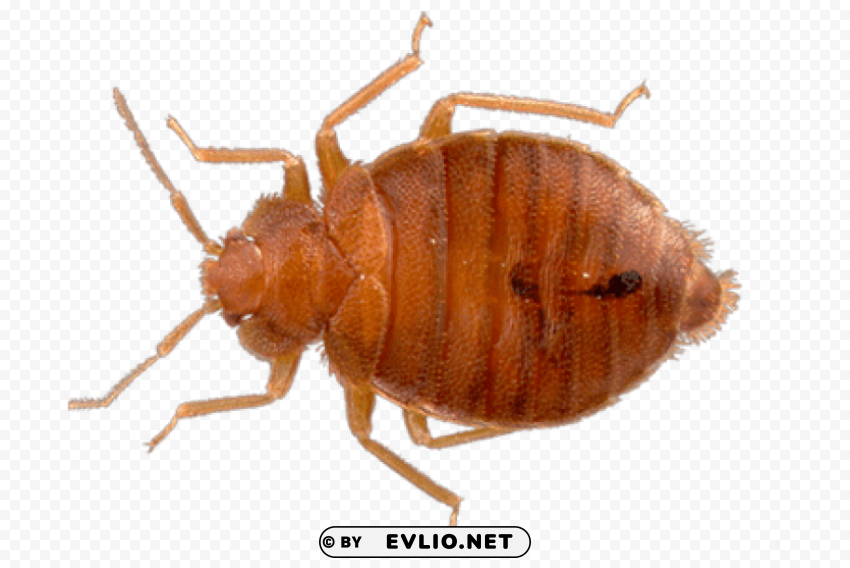 top view bed bug Transparent PNG download