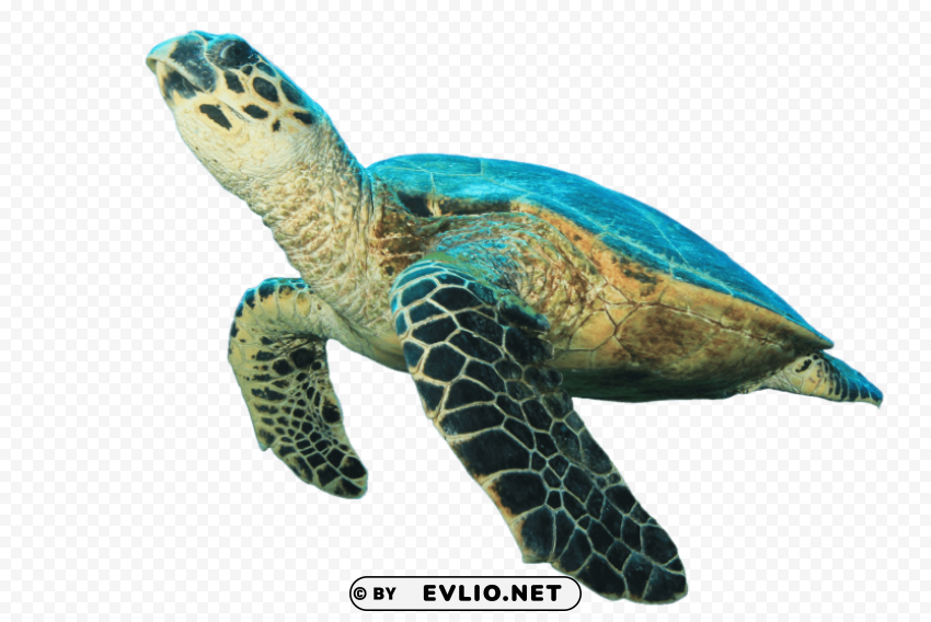 turtle looking up PNG transparency