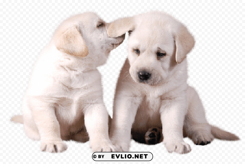 Two Cute White Puppies Isolated Item On HighQuality PNG