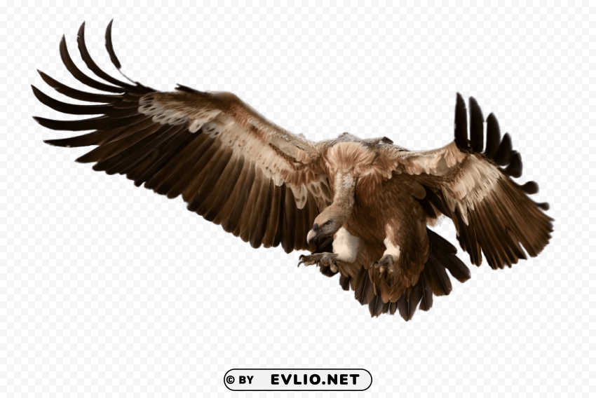 vulture attacking its prey PNG Image with Clear Isolated Object