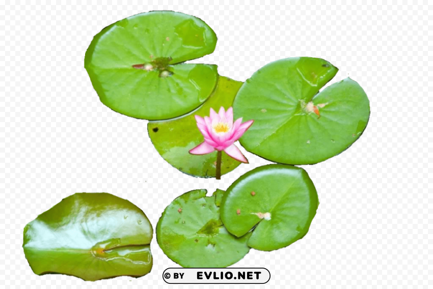 water lily PNG Image with Isolated Icon