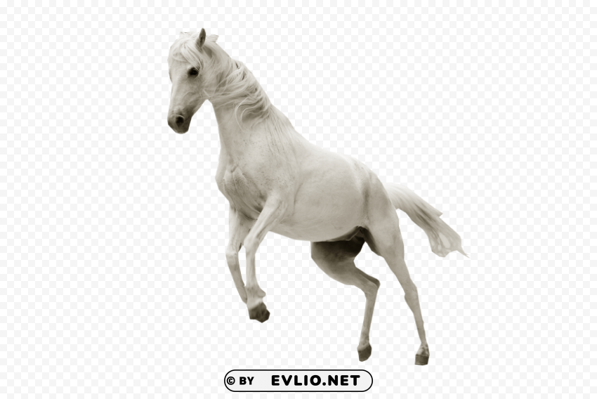 white horse jumping Isolated Graphic on HighResolution Transparent PNG png images background - Image ID afb55f4d