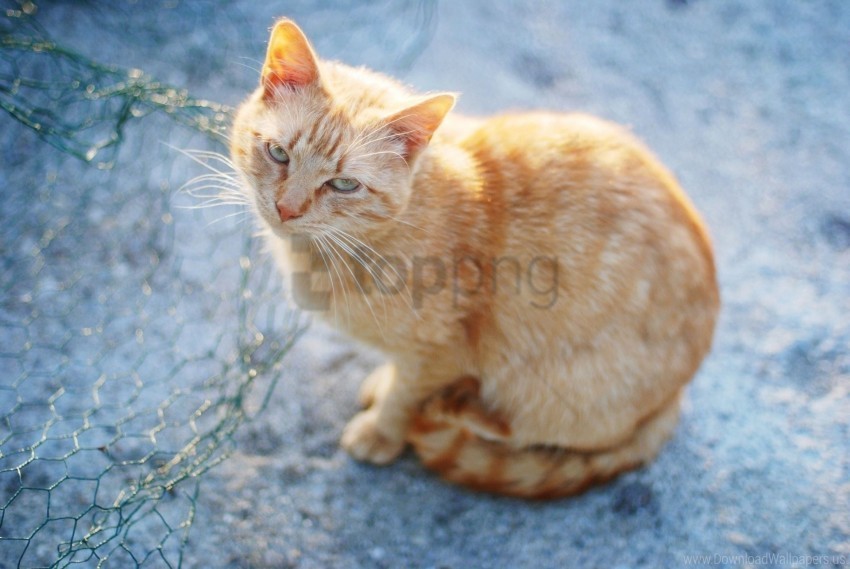 anticipation cat red sadness sitting wallpaper PNG for web design