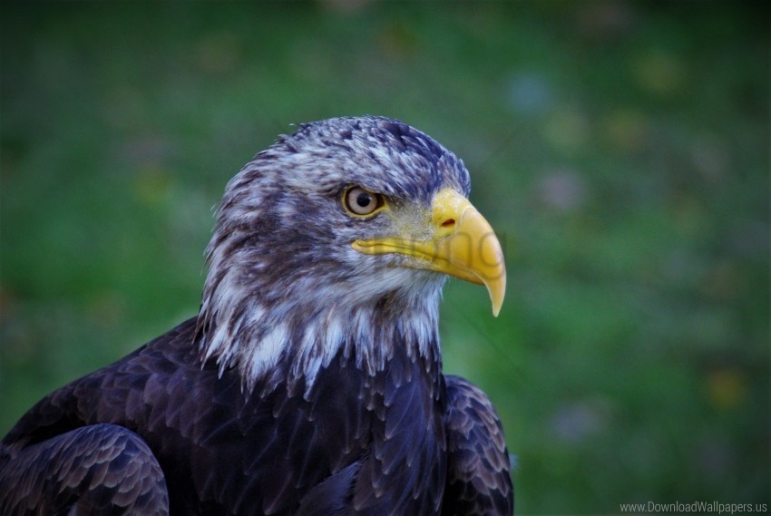 bald eagle beak bird eagle predator wallpaper PNG with no background required