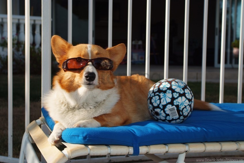 ball beach dog lie sunglasses wallpaper PNG Object Isolated with Transparency