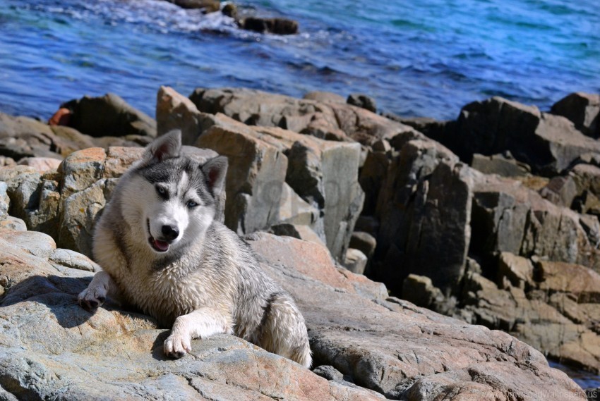 beach dog husky rocks sea wallpaper Transparent PNG Isolation of Item